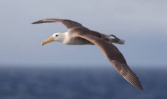 albatros.jpg